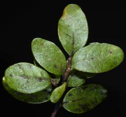 Fuscospora solandri: leaves (adaxial side).
 Image: P.B. Heenan © Landcare Research 2014 CC BY 3.0 NZ